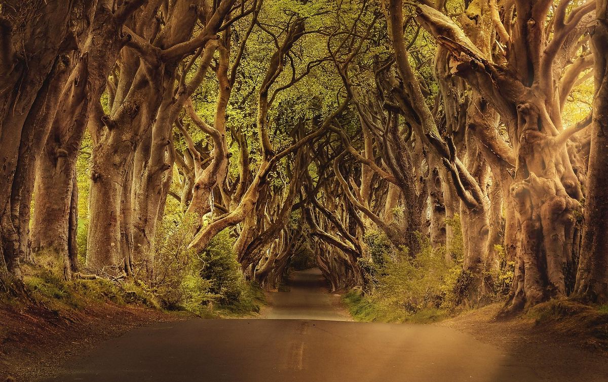 The Dark Hedges avenue of beech trees in Northern Ireland